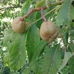 Aesculus pavia Gyümölcs