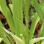 Eryngium yuccifolium Blatt