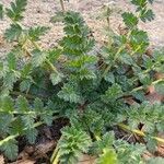 Erodium acaule Hoja