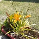 Hemerocallis lilioasphodelusFlower