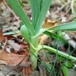 Allium sativum Blad