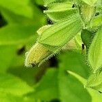 Salvia glutinosa Blüte