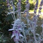 Stachys cretica Blad