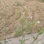 Nicotiana longiflora Агульны выгляд