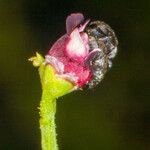 Scrophularia canina Květ