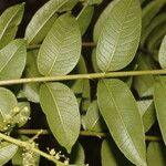 Zanthoxylum setulosum Leht