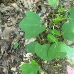 Passiflora lutea Leaf