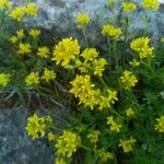 Sisymbrella aspera Flor