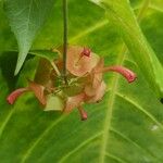 Holmskioldia sanguinea Λουλούδι