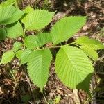 Ulmus rubra Habit