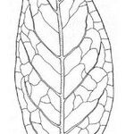 Cupaniopsis tontoutensis Muu