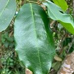 Pera glabrata List