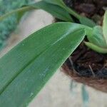 Maxillaria rufescens Leaf