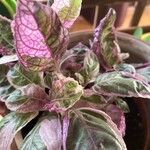 Strobilanthes alternata List