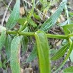 Galium rubioides Кара