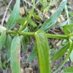 Galium rubioides Corteza