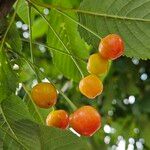 Prunus avium 果實