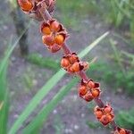 Chasmanthe aethiopica Fruit