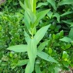 Symphyotrichum laeve Leaf