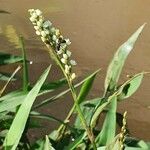 Persicaria decipiens Цвят