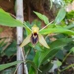 Coelogyne fimbriata Цвят