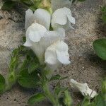 Antirrhinum molle പുഷ്പം