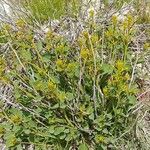 Cleome oxypetala عادت