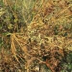 Selinum carvifolia Fruto