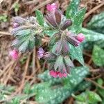 Pulmonaria affinisCvet