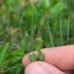 Galium glaucum Fleur