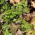 Chaerophyllum tainturieri Leaf