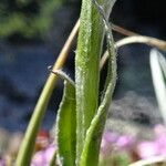 Antennaria carpatica Leaf