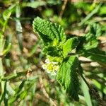 Lippia javanica Φύλλο