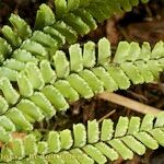Adiantum hispidulum Sonstige