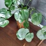 Monstera deliciosaFolha