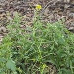 Sisymbrium erysimoides Flower