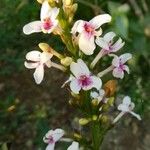 Pseuderanthemum carruthersii Flower