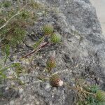 Ptilostemon gnaphaloides Blomma