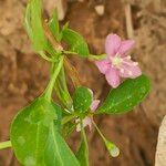 Lycium chinense Habit