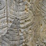 Albizia niopoides Bark