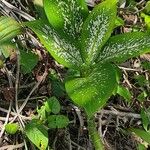 Dieffenbachia oerstedii Feuille