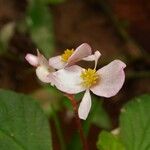 Begonia fischeri Кветка