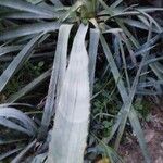 Yucca gloriosaBlad