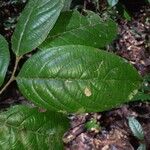 Casearia pitumba Leaf