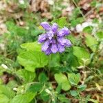 Campanula glomerataFlower