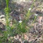 Ricinocarpos pinifolius Bloem