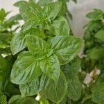 Ocimum americanum Лист
