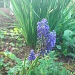 Muscari armeniacumFlor