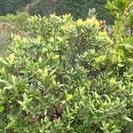 Cloezia floribunda Συνήθη χαρακτηριστικά