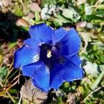 Gentiana acaulis Fiore